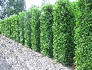 Thuja occidentalis 'Brabant' Heckenelement